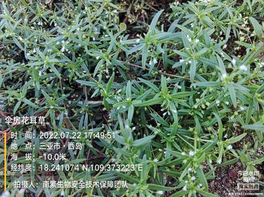 伞房花耳草