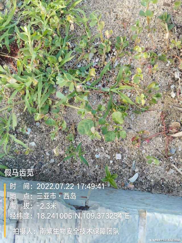 假马齿苋