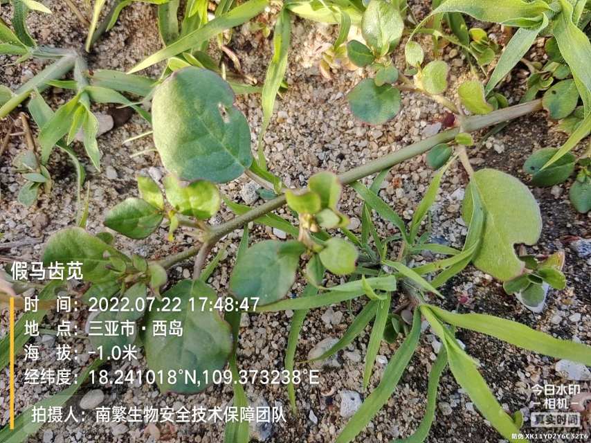 假马齿苋