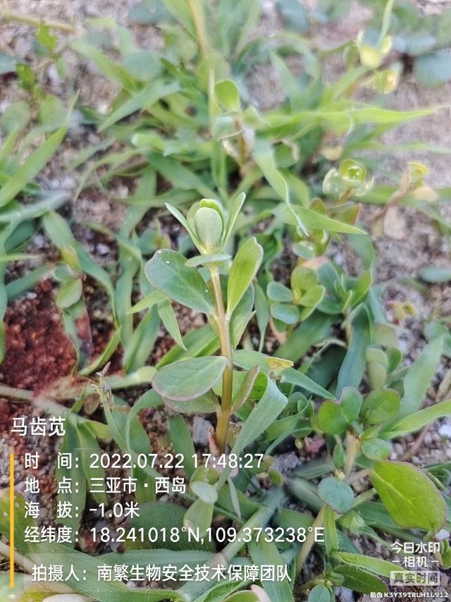 马齿苋
