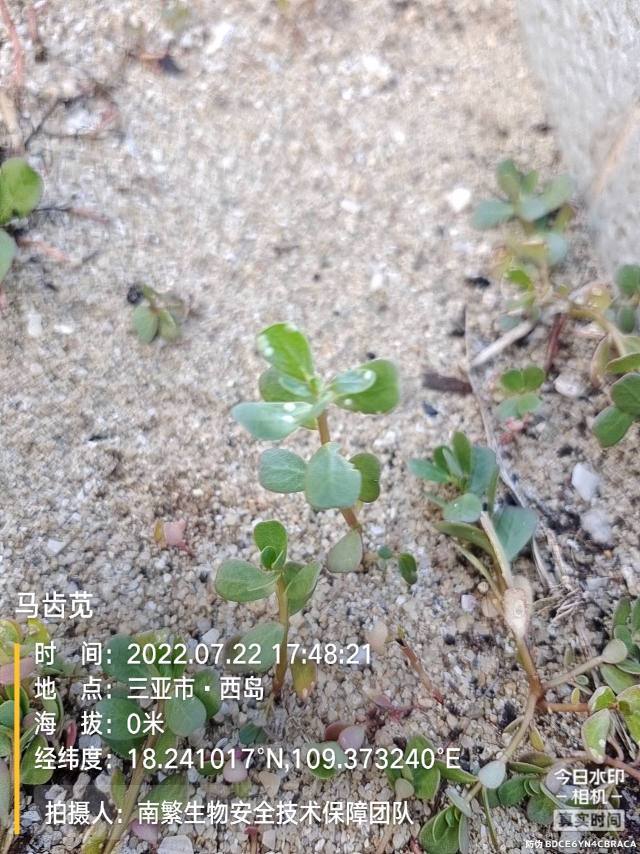 马齿苋