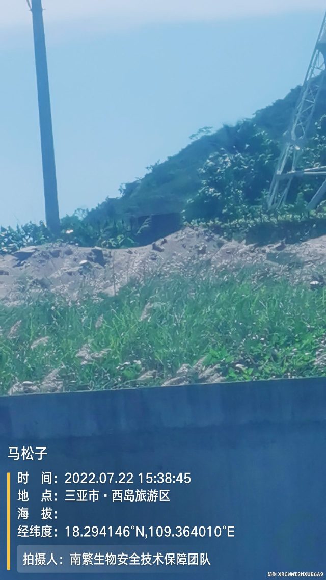 马松子