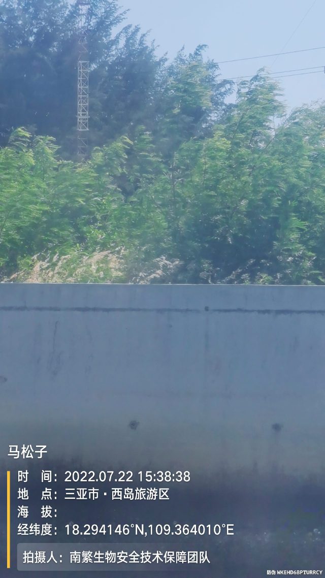 马松子