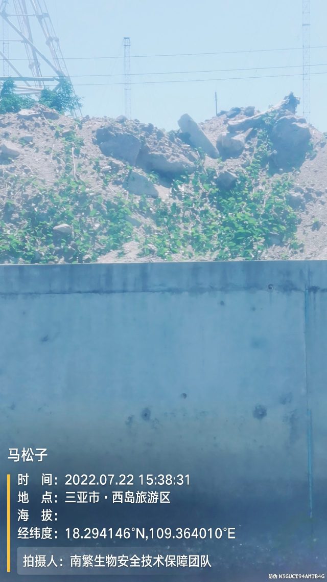 马松子