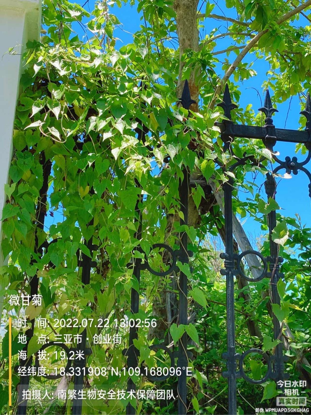 微甘菊