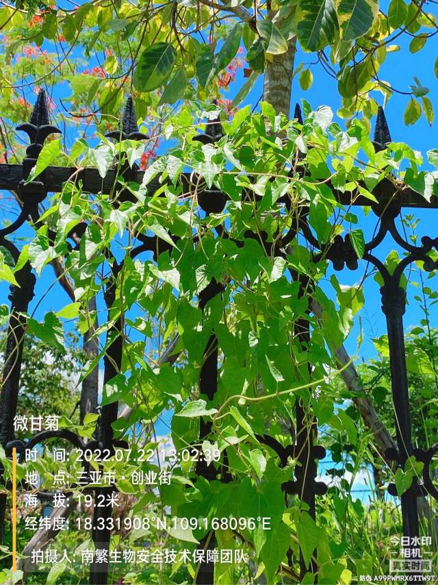 微甘菊