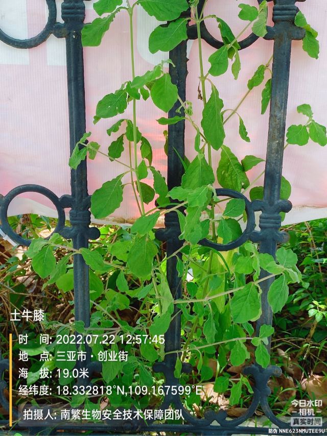 土牛膝
