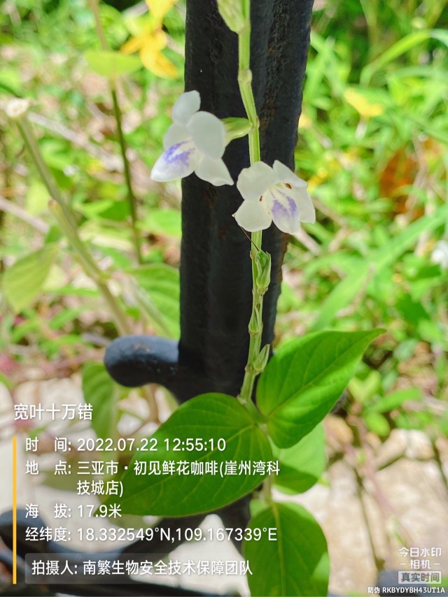 宽叶十万错