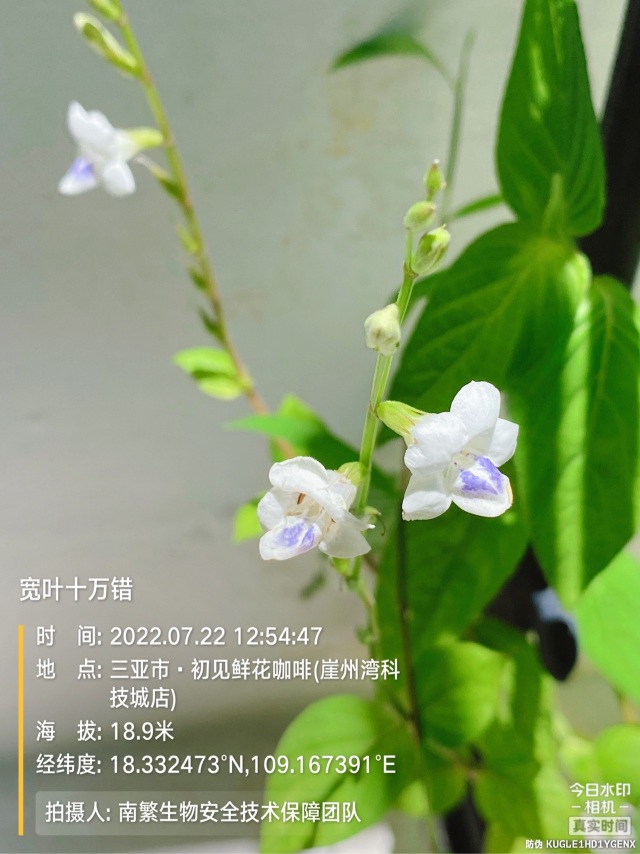 宽叶十万错
