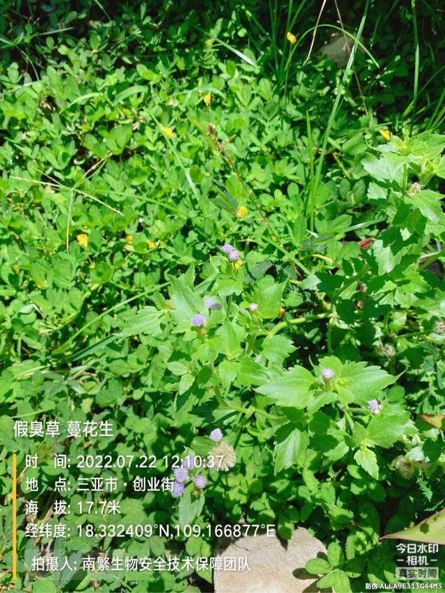 假臭草 蔓花生
