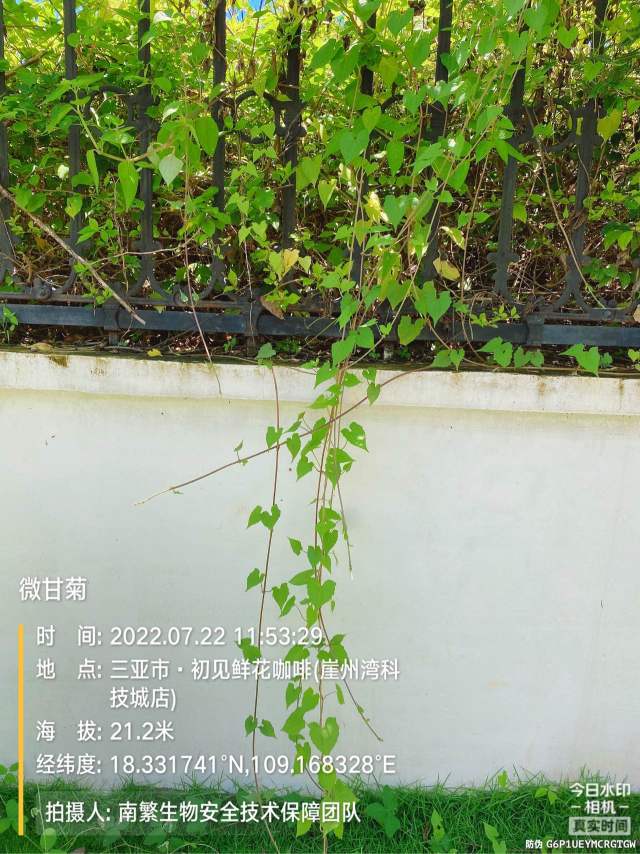 微甘菊