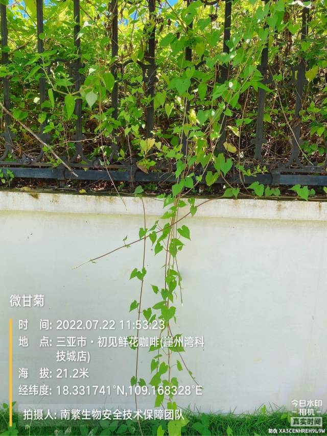 微甘菊