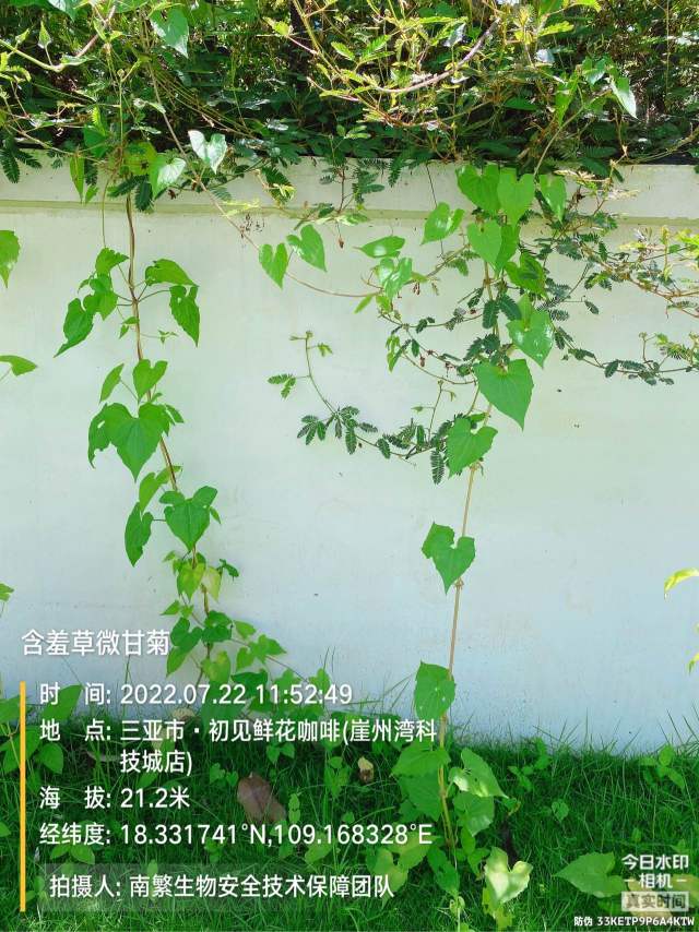 含羞草微甘菊