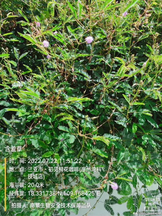 含羞草