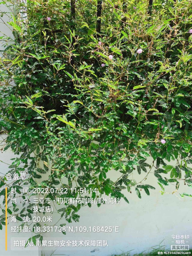 含羞草
