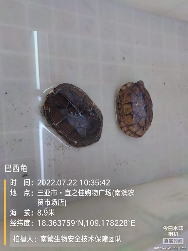巴西龟