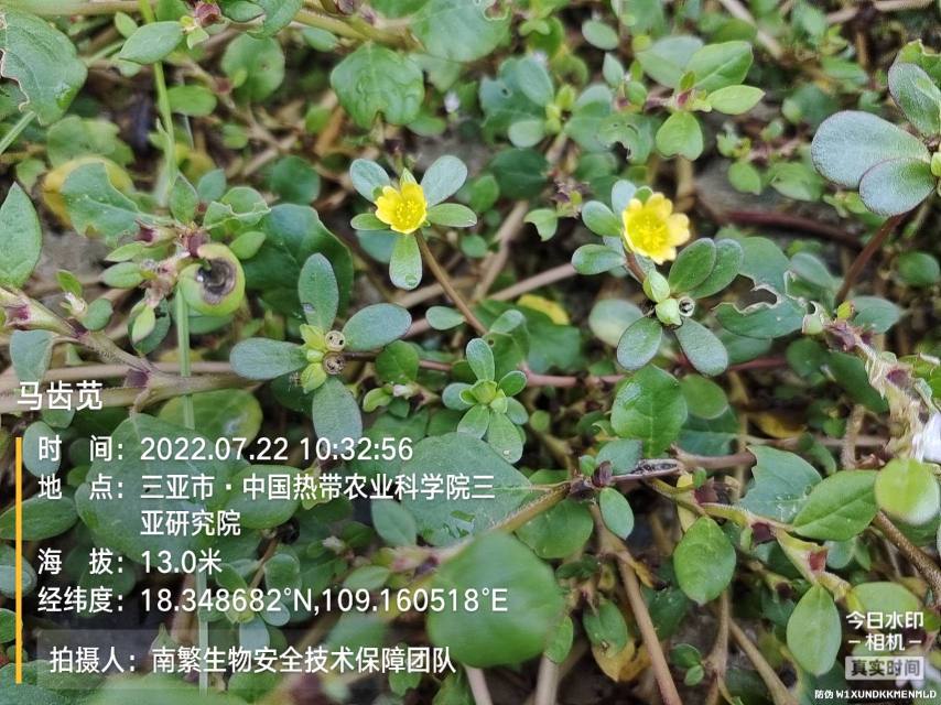 马齿苋