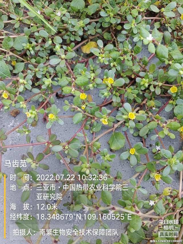 马齿苋