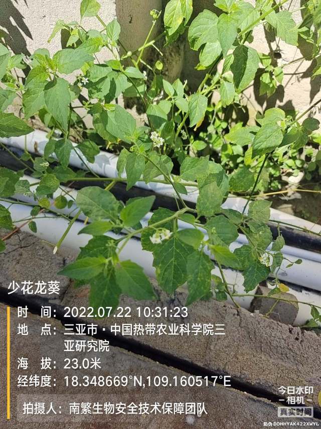 少花龙葵