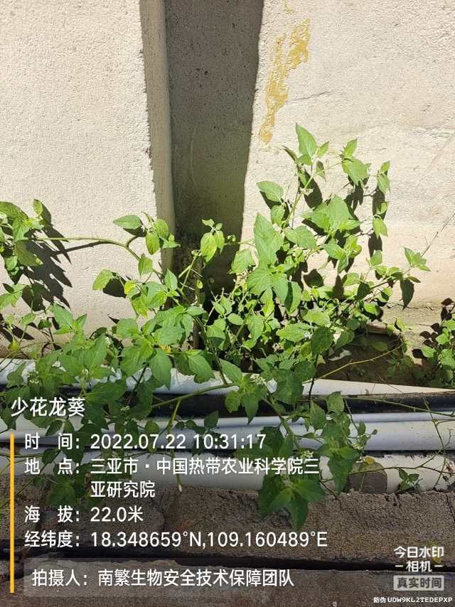 少花龙葵