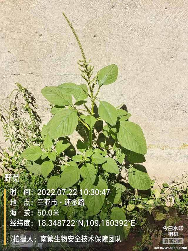 野苋