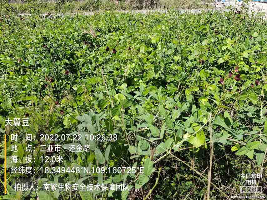 大翼豆