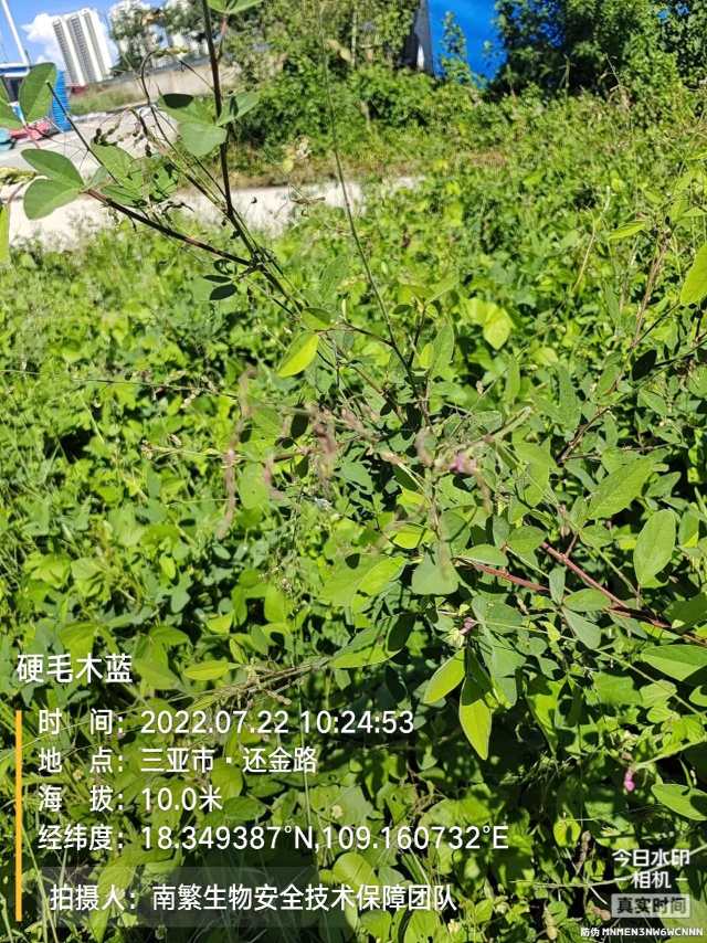 硬毛木蓝
