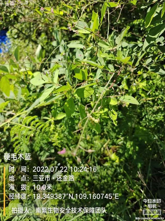硬毛木蓝