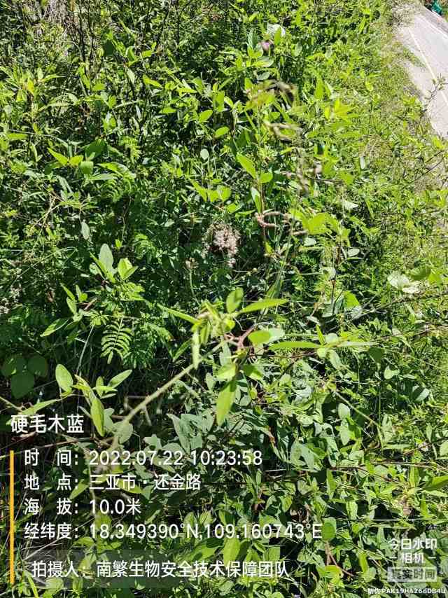 硬毛木蓝