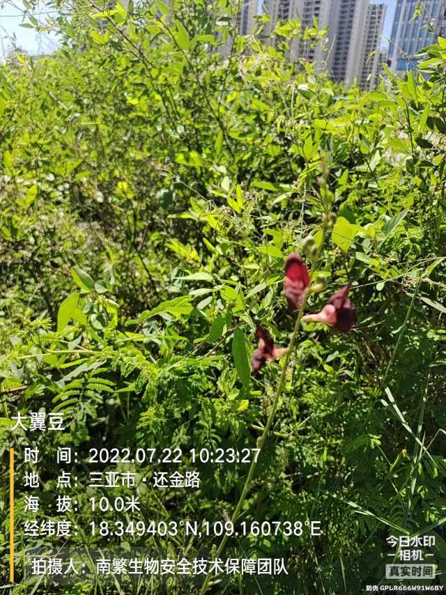大翼豆
