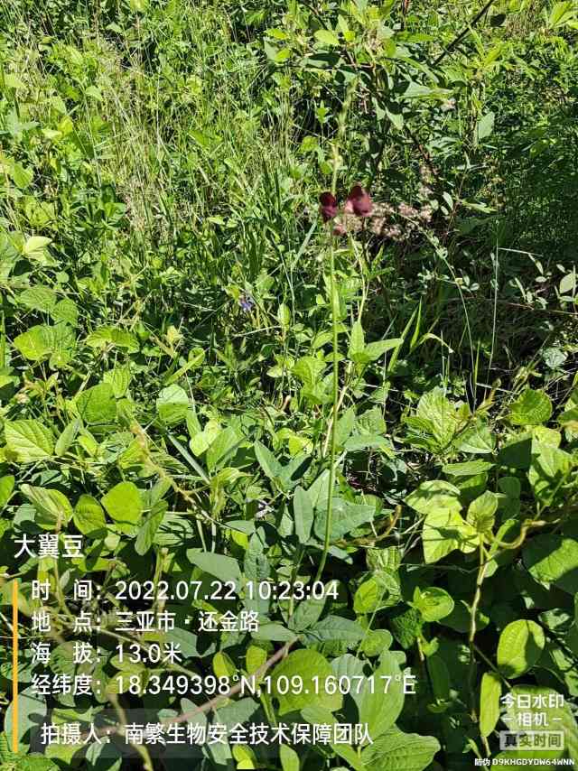大翼豆