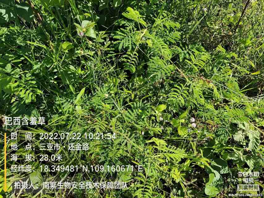 巴西含羞草