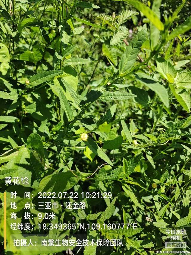 黄花棯