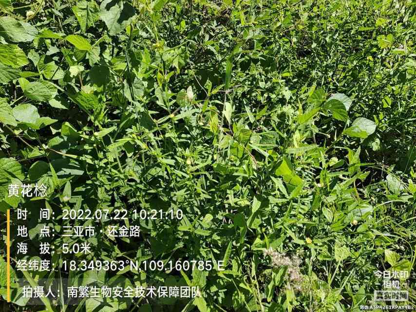黄花棯