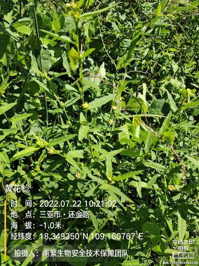 黄花棯