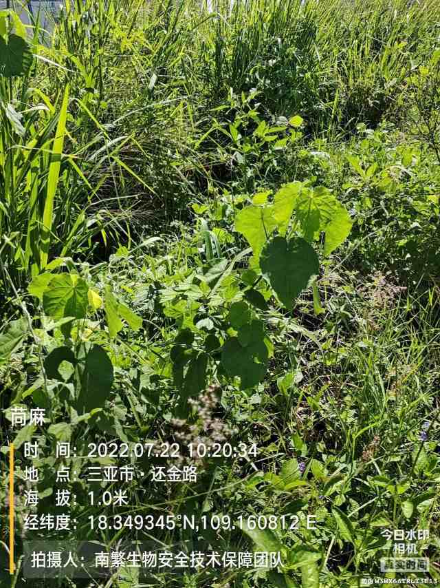 苘麻