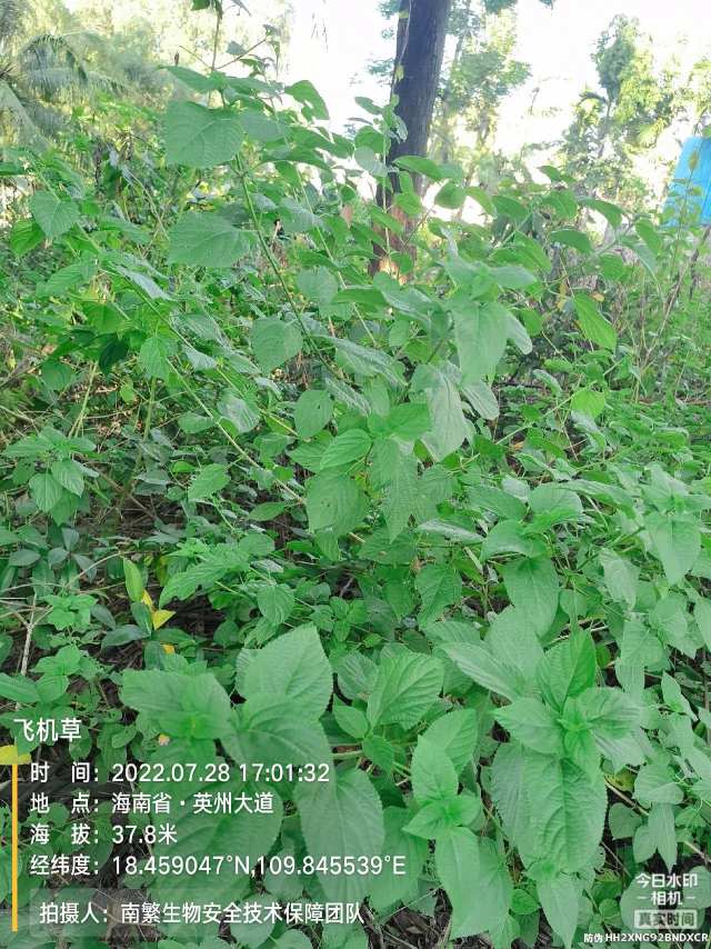 飞机草