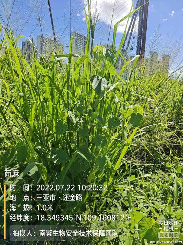 苘麻