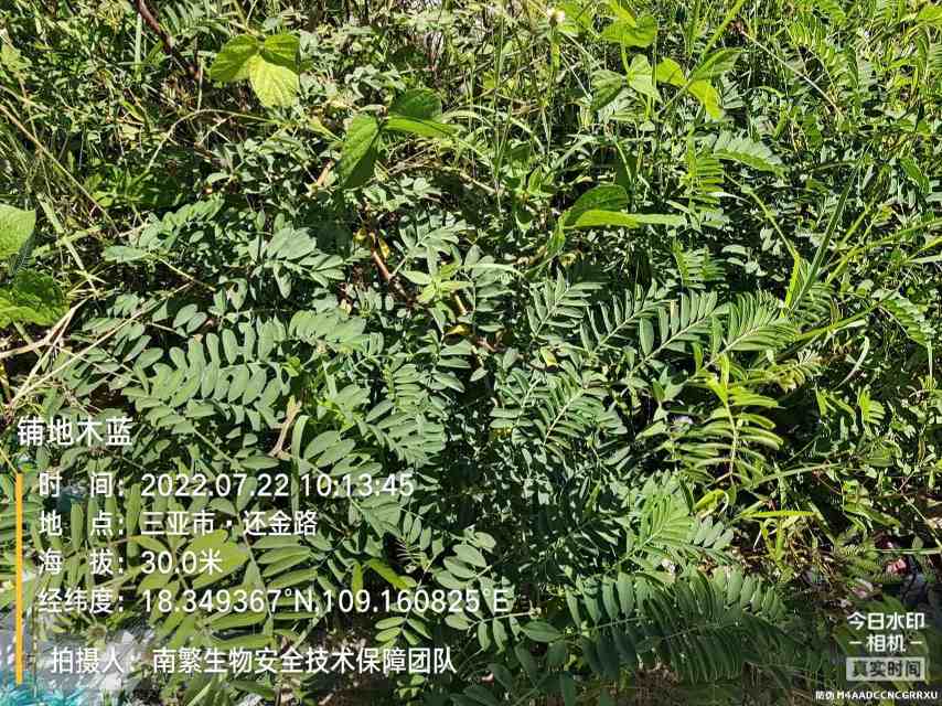 铺地木蓝
