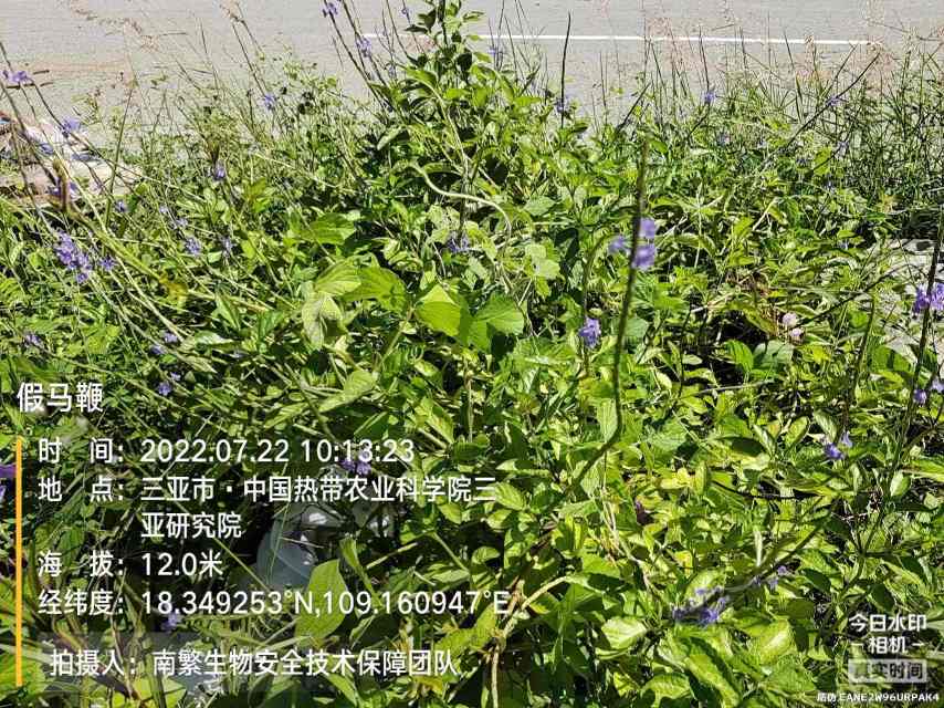 假马鞭