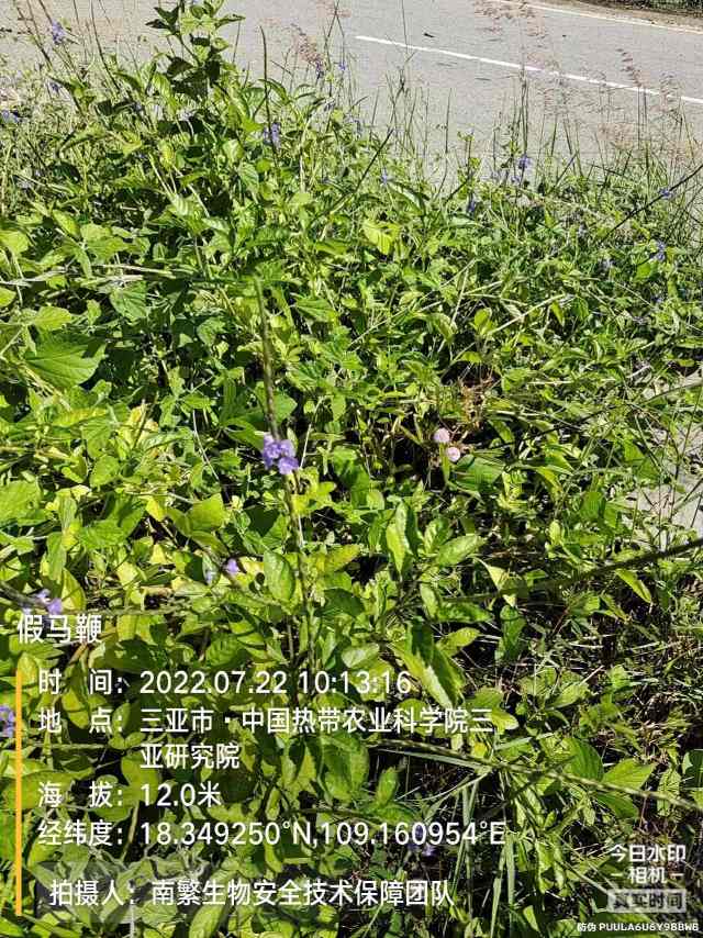 假马鞭