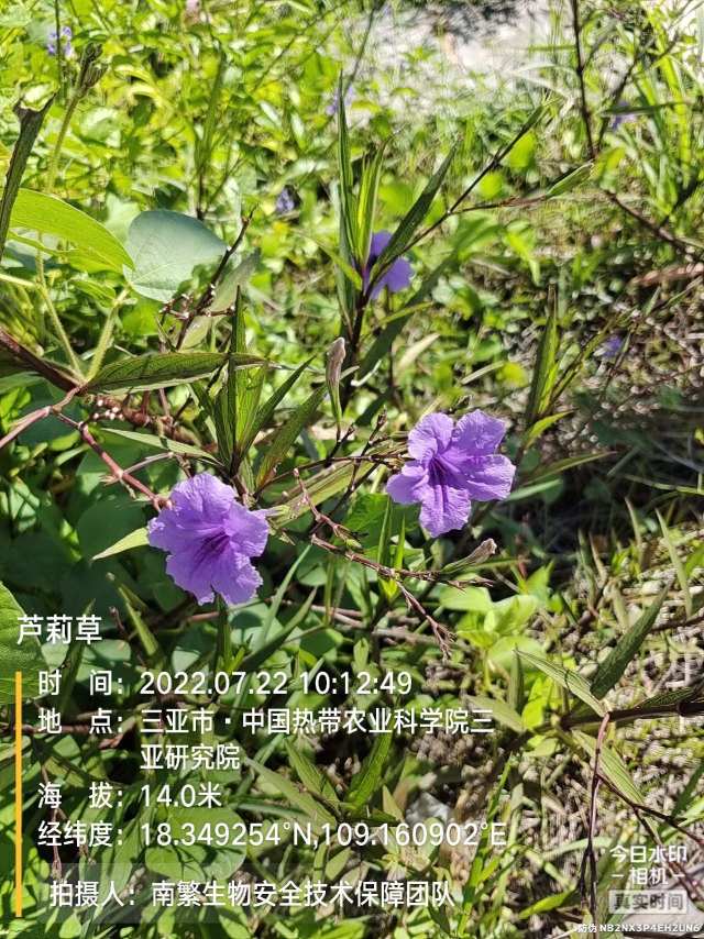 芦莉草