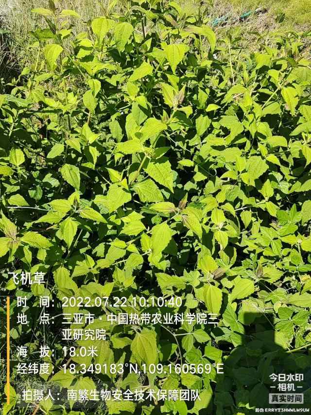 飞机草