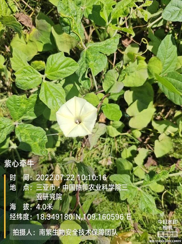 紫心牵牛