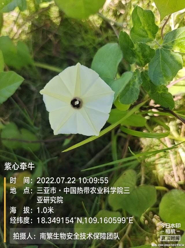 紫心牵牛