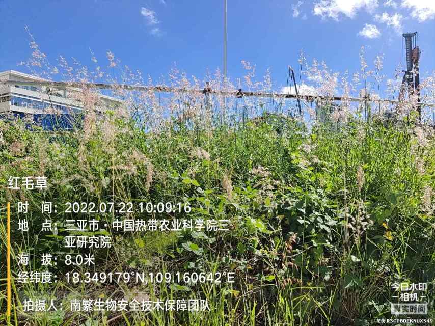 红毛草
