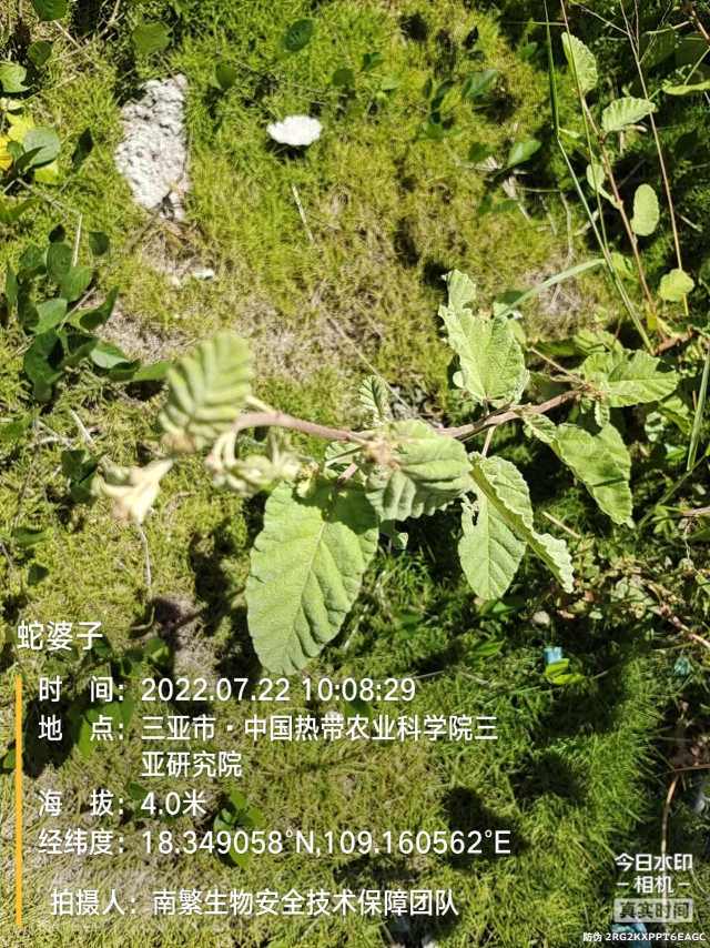 蛇婆子