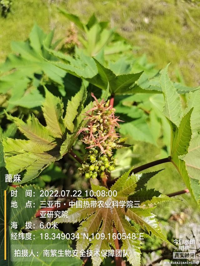 蓖麻