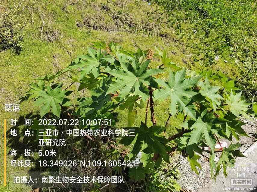 蓖麻