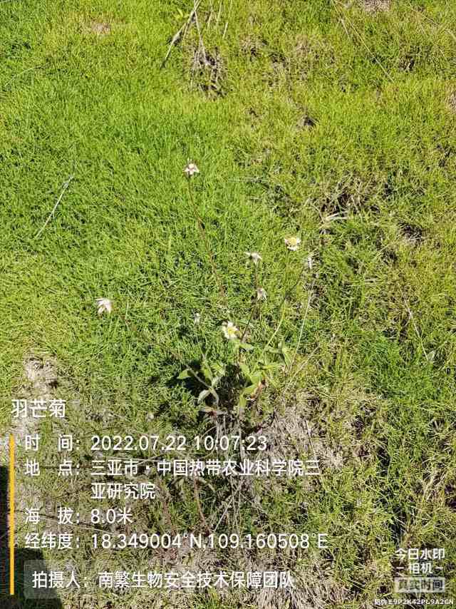 羽芒菊
